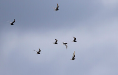 Witvleugelstern, White-winged Tern, Chlidonias leucopterus