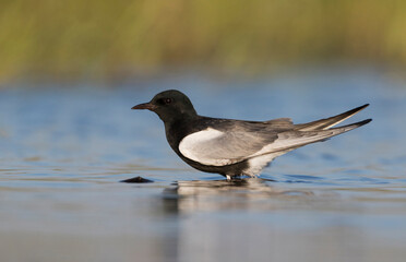 Witvleugelstern, White-winged Tern, Chlidonias leucopterus