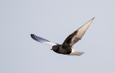 Witvleugelstern, White-winged Tern, Chlidonias leucopterus