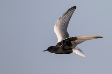 Witvleugelstern, White-winged Tern, Chlidonias leucopterus
