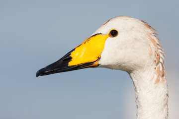 Wilde Zwaan, Whooper Swan, Cygnus cygnus © AGAMI