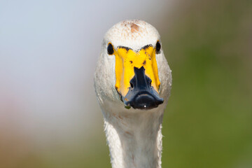 Wilde Zwaan, Whooper Swan, Cygnus cygnus