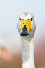 Wilde Zwaan, Whooper Swan, Cygnus cygnus