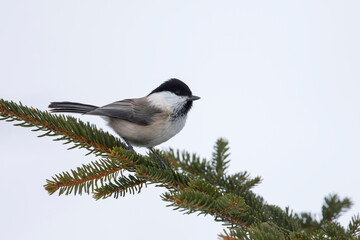 Matkop, Willow Tit, Poecile montanus montanus