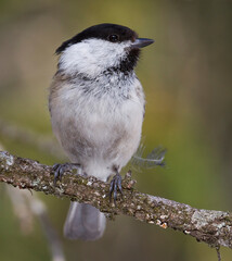 Matkop, Willow Tit, Poecile montanus montanus