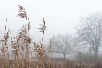 Obraz premium Reeds in gloomy winter landscape