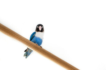 Beautiful blue and white lovebird parrot