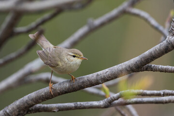 Fitis, Willow Warbler, Phylloscopus trochilus acredula