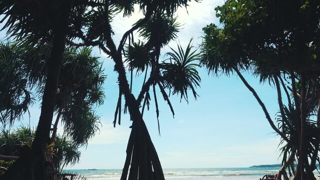 in the shade of screwpine (pandanus) on the sandy shore of the Laccadive sea, nature and recreation in Sri Lanka
