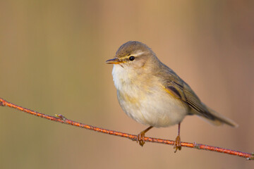 Fitis, Willow Warbler, Phylloscopus trochilus trochilus