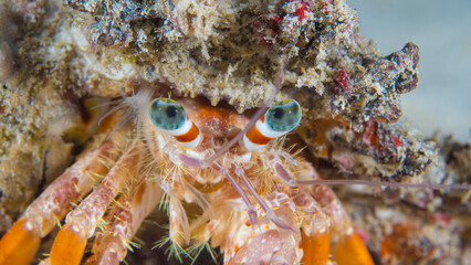 Close up detail of hermit crab