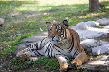 Obraz premium tiger in the zoo