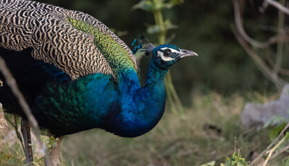 Obraz premium Indian Peafowl (Pavo cristatus) in the natural habitat of forest. Portrait or closeup of peacock.