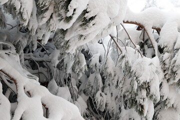 The Filomena snowfall, froze Spain in the winter of 2021, destroyed thousands of trees, impeded...