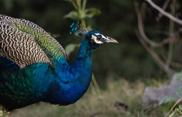 Fototapeta premium Indian Peafowl (Pavo cristatus) in the natural habitat of forest. Portrait or closeup of peacock.
