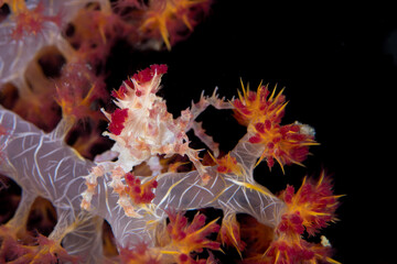 Soft coral candy crab (Hoplophrys oatesi) camouflaging on coral reef