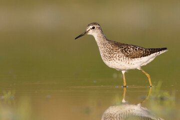 Bosruiter, Wood Sandpiper, Tringa glareola