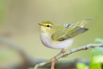 Fluiter, Wood Warbler, Phylloscopus sibilatrix