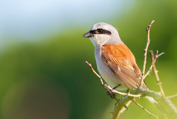 Red-backed shrike, Lanius collurio. The bird sits on a branch on a beautiful background