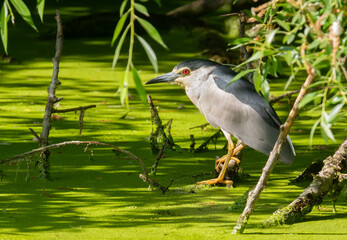 Black-crowned night heron, Nycticorax nycticorax. The bird sits on an old branch above the pond, waiting for prey