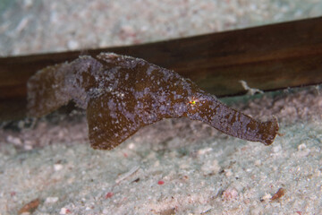 Robust ghostpipefish - Solenostomus cyanopterus