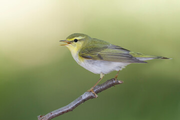 Fluiter, Wood Warbler, Phylloscopus sibilatrix