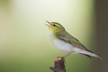 Fluiter, Wood Warbler, Phylloscopus sibilatrix