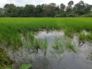Obraz premium rice field flooded and damaged due to heavy rain