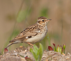 Boomleeuwerik, Woodlark, Lullula arborea