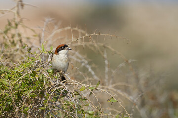 Woodchat Shrike, Roodkopklauwier, Lanius senator