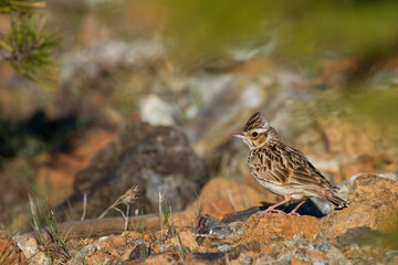 Boomleeuwerik, Woodlark, Lullula arborea pallida