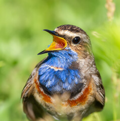 Bluethroat, Luscinia svecica. Close-up of a bird, the male sings on a beautiful green background