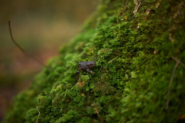 toad on moss