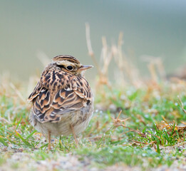 Boomleeuwerik, Woodlark, Lullula arborea