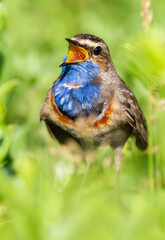 Bluethroat, Luscinia svecica. Close-up of a bird. The male sings, sitting on the ground in the midst of grass, wildflowers and other plants