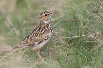Boomleeuwerik, Woodlark, Lullula arborea pallida