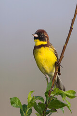 Wilgengors, Yellow-breasted Bunting, Emberiza aureola