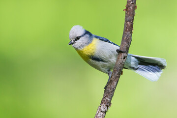 Fototapeta premium Yellow-breasted Tit - Lasurmeise - Cyanistes cyanus ssp. flavipectus, Kyrgyzstan, adult