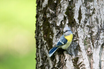 Yellow-breasted Tit - Lasurmeise - Cyanistes cyanus ssp. flavipectus, Kyrgyzstan, adult