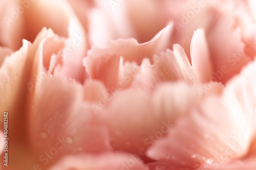 Abstract Floral pastel background. Soft focus, macro. Close up of coral carnation flower with water drops.