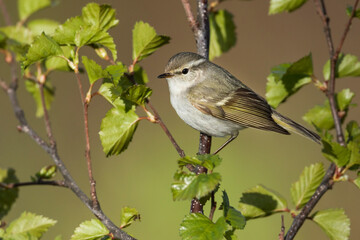 Bladkoning, Yellow-browed Warbler, Phylloscopus inornatus