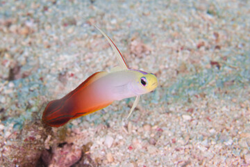 Obraz na płótnie Canvas Colorful tropical reef fish