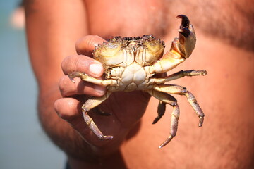 A man holding a crab