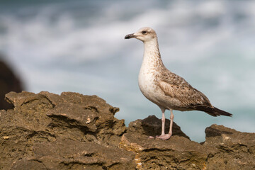 Geelpootmeeuw, Yellow-legged Gull, Larus michahellis