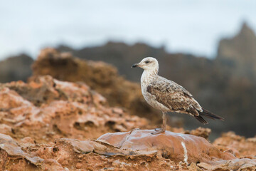 Geelpootmeeuw, Yellow-legged Gull, Larus michahellis