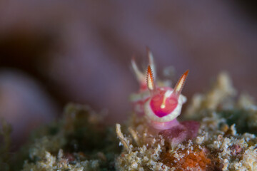 Colorful nudibranch sealslug crawling across coral reef
