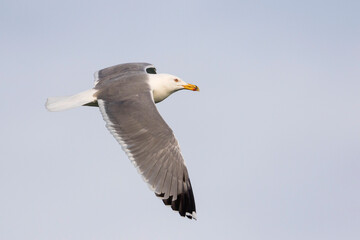 Geelpootmeeuw, Yellow-legged Gull, Larus michahellis