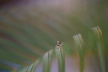 Wasp perching on green leaf