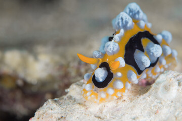 Colorful nudibranch sealslug crawling across coral reef