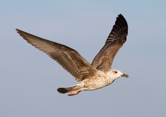 Geelpootmeeuw, Yellow-legged Gull, Larus michahellis michahellis